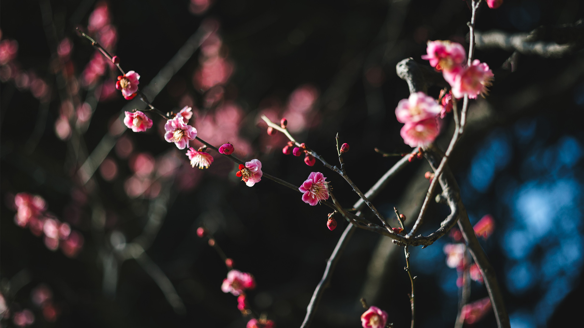 3D and 2D design models